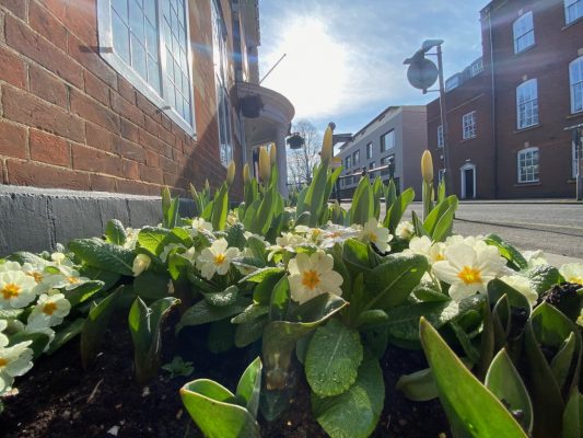 Yellow flowers in a flower bed in a street.