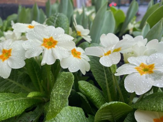 White and yellow flowers