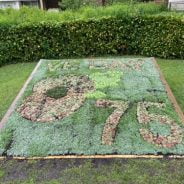 carpet bed planted to show poppy and 75