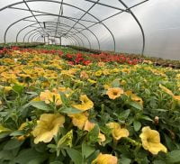 Yellow flowers and orange flowers in the background in a large polytunnel