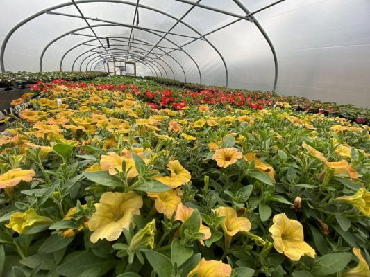 Yellow flowers and orange flowers in the background in a large polytunnel