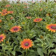 Mass of orange flowers.