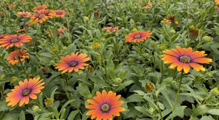 Mass of orange flowers.