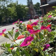 Pink, red flowers in planter on South Street Farnham