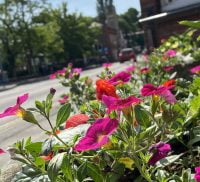 Pink, red flowers in planter on South Street Farnham