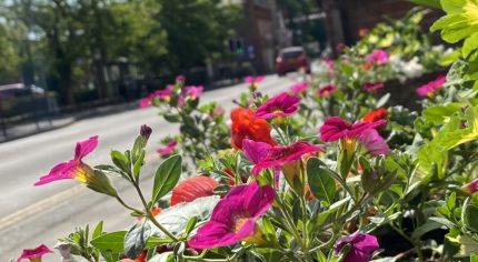 Pink, red flowers in planter on South Street Farnham