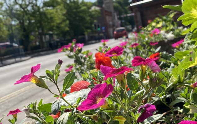 Pink, red flowers in planter on South Street Farnham