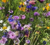 Bees on wildflowers