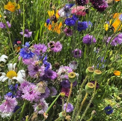 Bees on wildflowers