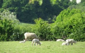 Sheep and lambs grazing in a field.