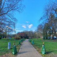 Newly planted trees line a footpath through a green space