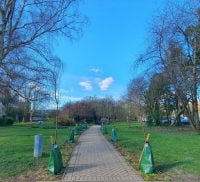 Newly planted trees line a footpath through a green space