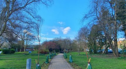 Newly planted trees line a footpath through a green space