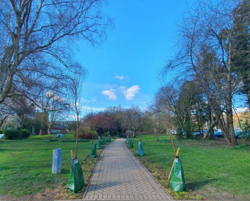 Newly planted trees line a footpath through a green space