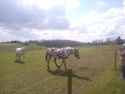Two horses in a field.