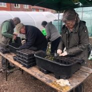 Female pricking out seedlings. Three people in background gardening.