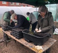 Female pricking out seedlings. Three people in background gardening.