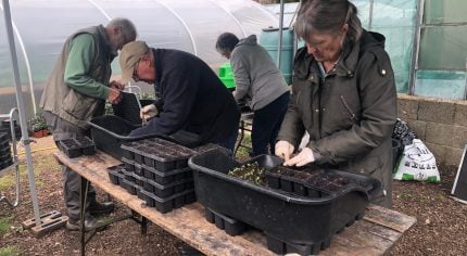 Female pricking out seedlings. Three people in background gardening.