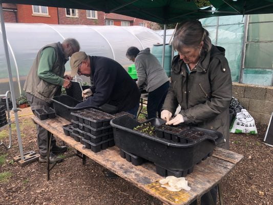 Female pricking out seedlings. Three people in background gardening.