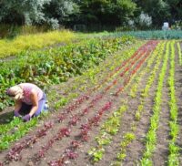 A lady gardening on a large vegetable plot on the Community Farm