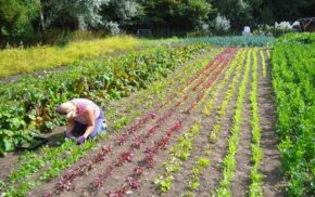 A lady gardening on a large vegetable plot on the Community Farm