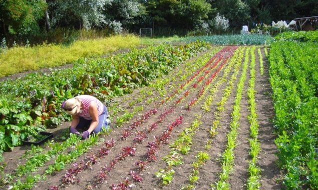 A lady gardening on a large vegetable plot on the Community Farm