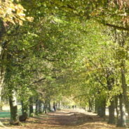 An avenue of trees in leaf in Farnham Park