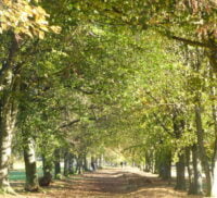 An avenue of trees in leaf in Farnham Park