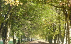 An avenue of trees in leaf in Farnham Park