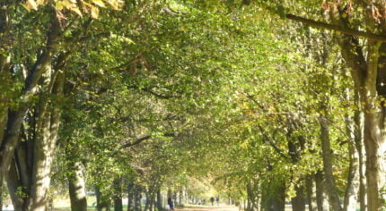 An avenue of trees in leaf in Farnham Park