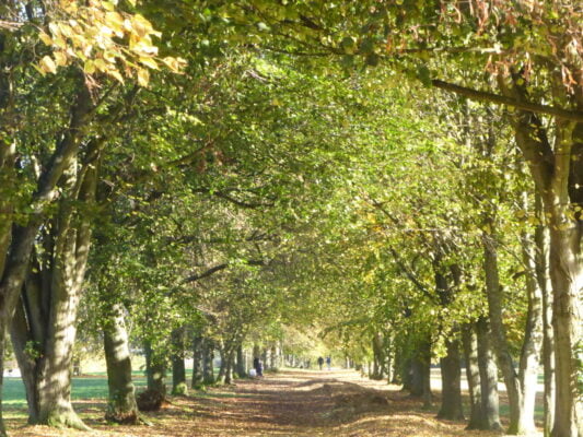 An avenue of trees in leaf in Farnham Park