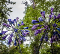 Purple flower sculpture with trees in the background.