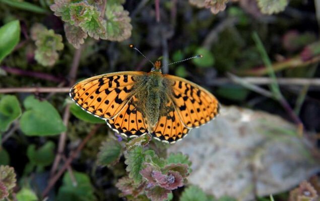 A photo of a comma butterfly resting on a rock