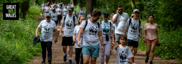 A group of people walking in a forest.