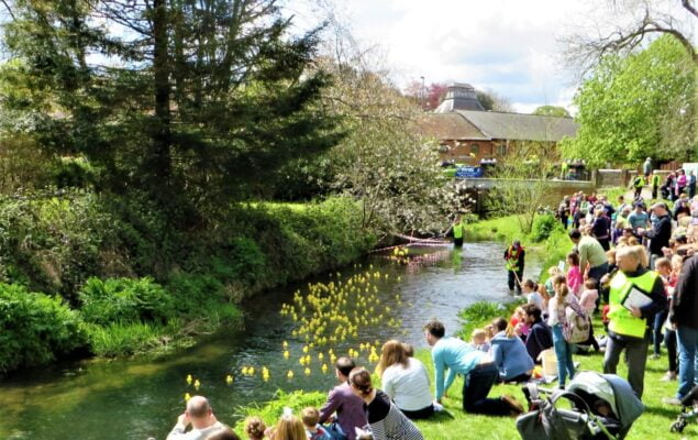 People watching toy ducks on a river.