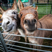 Two donkeys in a pen.