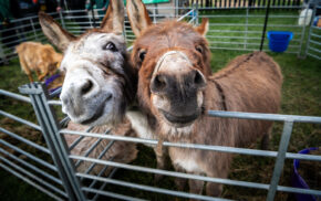 Two donkeys in a pen.