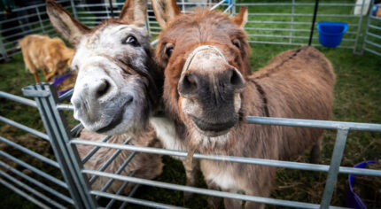 Two donkeys in a pen.