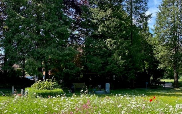 Trees and wildflowers
