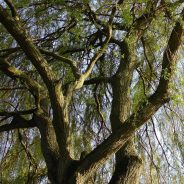 Canopy of a weeping willow tree.
