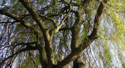 Canopy of a weeping willow tree.