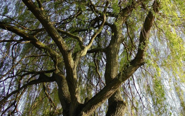 Canopy of a weeping willow tree.