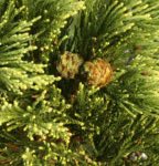 No 28-leaves-and-cones-of-giant-redwood