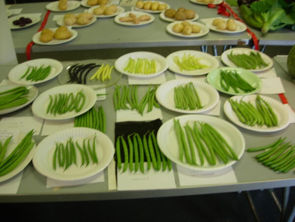 Paper plates of beans from the allotment.