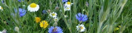 yellow, white and blue flowers in the grass.