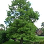 Dawn redwood (Metasequoia glyostroboides), Gostrey meadow copyright Peter Bridgeman