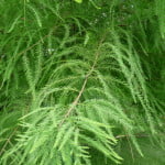 Dawn redwood (Metasequoia glyostroboides), Gostrey meadow (2) copyright Peter Bridgeman