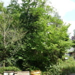 English Elm (Ulmus procera) copyright Peter Bridgeman