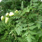 Golden Rain Treet or Pride of India (Koelreuteria paniculuta) copyright Peter Bridgeman