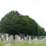Hornbeam, St Andrew's Churchyard (Carpinus betulus) copyright Peter Bridgeman
